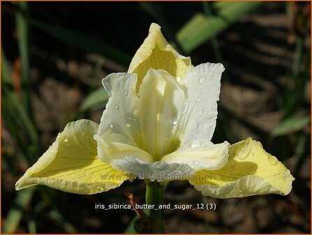 Iris sibirica &#039;Butter and Sugar&#039; | Siberische iris, Lis, Iris | Sibirische Schwertlilie