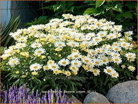 Leucanthemum &#039;Banana Cream&#039; | Margriet | Grossblumige MargeriteQ