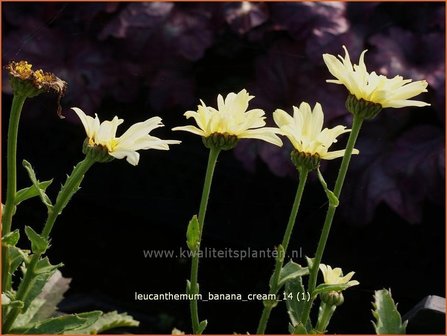 Leucanthemum &#039;Banana Cream&#039; | Margriet | Grossblumige Margerite