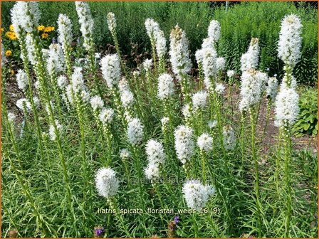 Liatris spicata 'Floristan Wei&szlig;' | Prachtschaarde, Knopige slangenwortel | &Auml;hrige Prachtscharte