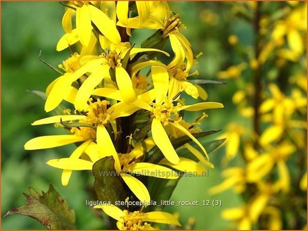 Ligularia stenocephala &#039;Little Rocket&#039; | Kruiskruid | Schmaler Goldkolben