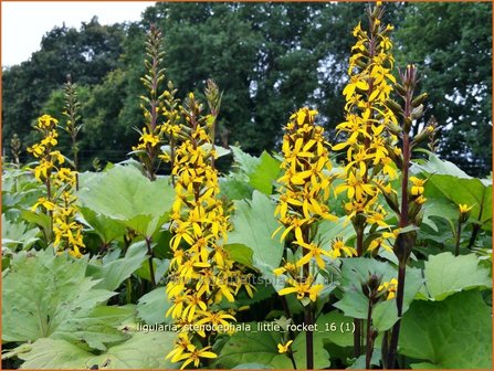 Ligularia stenocephala &#039;Little Rocket&#039; | Kruiskruid | Schmaler Goldkolben