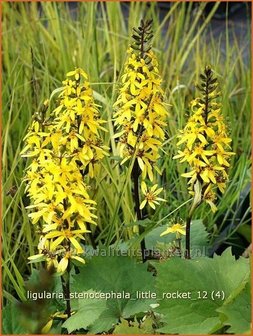 Ligularia stenocephala &#039;Little Rocket&#039; | Kruiskruid | Schmaler Goldkolben