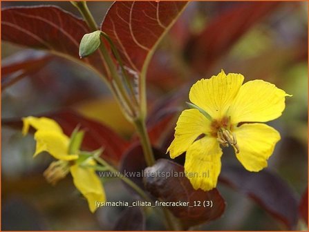 Lysimachia ciliata &#039;Firecracker&#039; | Wederik | Bewimperter Felberich