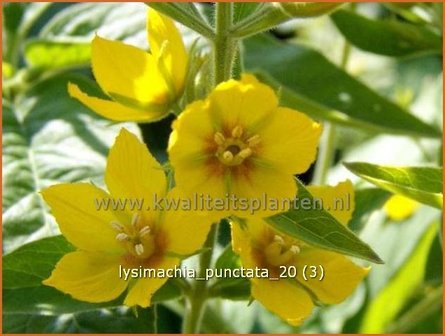 Lysimachia punctata | Puntwederik, Wederik | Gold-Felberich