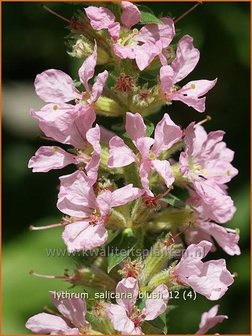 Lythrum salicaria &#039;Blush&#039; | Kattenstaart | Blutweiderich