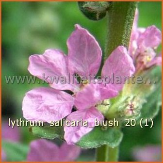 Lythrum salicaria &#039;Blush&#039; | Kattenstaart | Blutweiderich