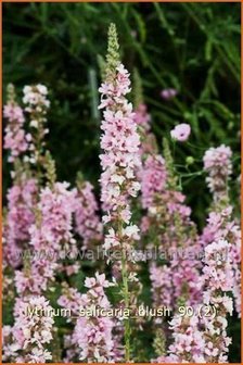 Lythrum salicaria &#039;Blush&#039; | Kattenstaart | Blutweiderich
