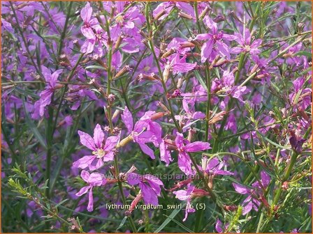 Lythrum virgatum 'Swirl' | Kattenstaart | Ruten-Weiderich