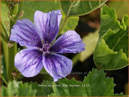 Malva sylvestris &#039;Blue Fountain&#039; | Groot kaasjeskruid, Kaasjeskruid | Wilde Malve