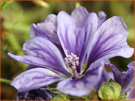 Malva sylvestris &#039;Blue Fountain&#039; | Groot kaasjeskruid, Kaasjeskruid | Wilde Malve