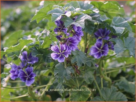 Malva sylvestris &#039;Blue Fountain&#039; | Groot kaasjeskruid, Kaasjeskruid | Wilde Malve