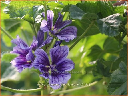 Malva sylvestris &#039;Blue Fountain&#039; | Groot kaasjeskruid, Kaasjeskruid | Wilde Malve