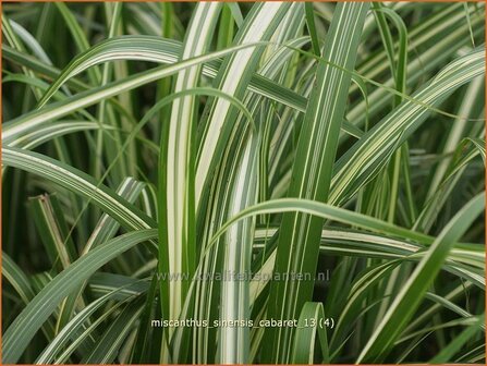 Miscanthus sinensis 'Cabaret' | Prachtriet, Chinees riet, Japans sierriet, Sierriet | Chinaschilf