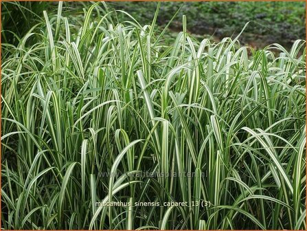 Miscanthus sinensis 'Cabaret' | Prachtriet, Chinees riet, Japans sierriet, Sierriet | Chinaschilf