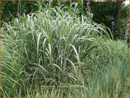 Miscanthus sinensis 'Cabaret' | Prachtriet, Chinees riet, Japans sierriet, Sierriet | Chinaschilf