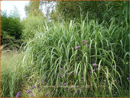 Miscanthus sinensis 'Cabaret' | Prachtriet, Chinees riet, Japans sierriet, Sierriet | Chinaschilf