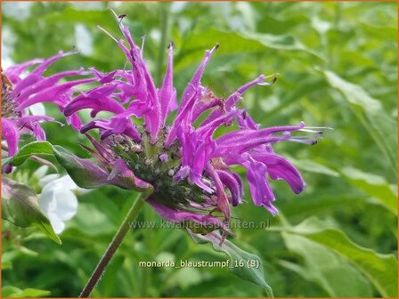 Monarda &#039;Blaustrumpf&#039; | Bergamotplant, Indianennetel | Indianernessel