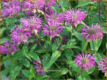 Monarda &#039;Blaustrumpf&#039; | Bergamotplant, Indianennetel | Indianernessel