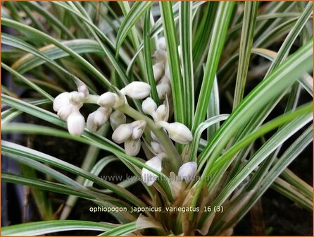 Ophiopogon japonicus &#039;Variegatus&#039; | Japans slangengras, Slangenbaard | Japanischer Schlangenbart