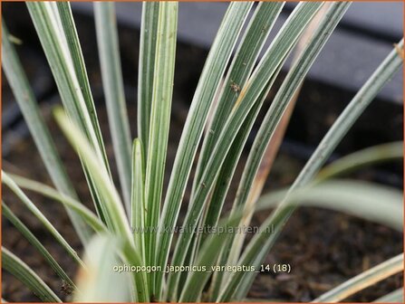 Ophiopogon japonicus &#039;Variegatus&#039; | Japans slangengras, Slangenbaard | Japanischer Schlangenbart