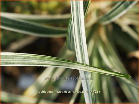 Ophiopogon japonicus &#039;Variegatus&#039; | Japans slangengras, Slangenbaard | Japanischer Schlangenbart