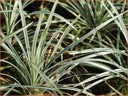 Ophiopogon japonicus &#039;Variegatus&#039; | Japans slangengras, Slangenbaard | Japanischer Schlangenbart