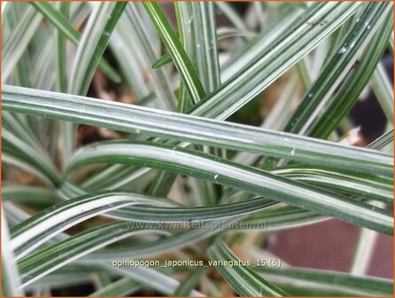 Ophiopogon japonicus &#039;Variegatus&#039; | Japans slangengras, Slangenbaard | Japanischer Schlangenbart