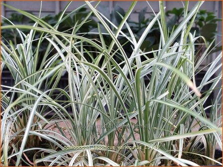 Ophiopogon japonicus &#039;Variegatus&#039; | Japans slangengras, Slangenbaard | Japanischer Schlangenbart