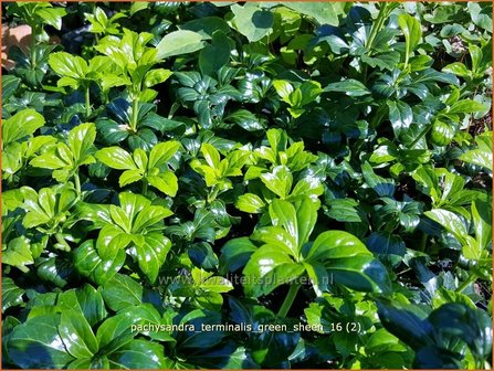 Pachysandra terminalis &#039;Green Sheen&#039; | Schaduwkruid, Dikkemanskruid | Endst&auml;ndiger Ysander