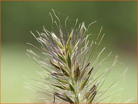 Pennisetum alopecuroides 'Little Bunny' | Lampenpoetsersgras, Borstelveergras | Lampenputzergras