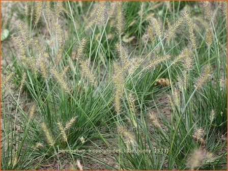 Pennisetum alopecuroides &#039;Little Bunny&#039; | Lampenpoetsersgras, Borstelveergras | Lampenputzergras