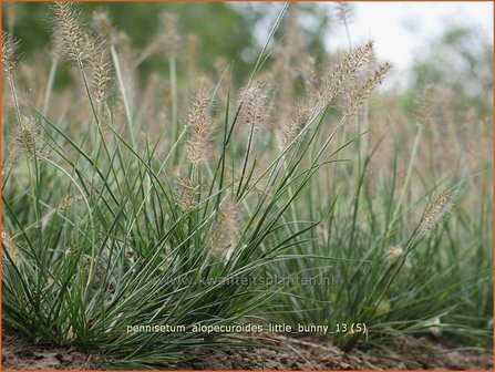 Pennisetum alopecuroides &#039;Little Bunny&#039; | Lampenpoetsersgras, Borstelveergras | Lampenputzergras