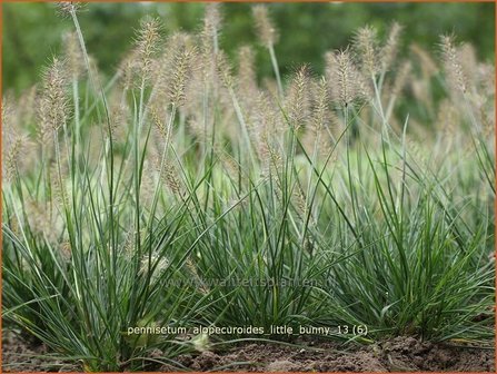 Pennisetum alopecuroides &#039;Little Bunny&#039; | Lampenpoetsersgras, Borstelveergras | Lampenputzergras