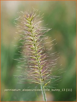 Pennisetum alopecuroides 'Little Bunny' | Lampenpoetsersgras, Borstelveergras | Lampenputzergras