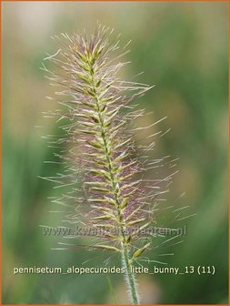 Pennisetum alopecuroides &#039;Little Bunny&#039; | Lampenpoetsersgras, Borstelveergras | Lampenputzergras