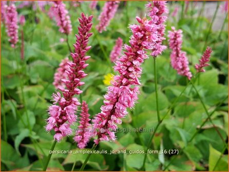 Persicaria amplexicaulis 'Jo and Guido's Form' | Adderwortel, Duizendknoop | Kerzenkn&ouml;terich