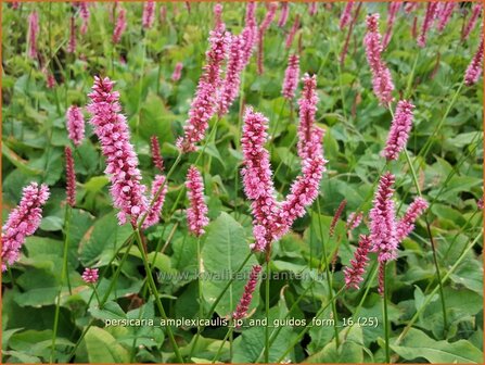Persicaria amplexicaulis 'Jo and Guido's Form' | Adderwortel, Duizendknoop | Kerzenkn&ouml;terich