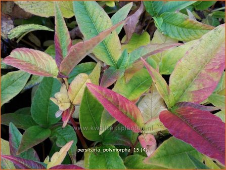 Persicaria polymorpha | Duizendknoop | Alpenkn&ouml;terich