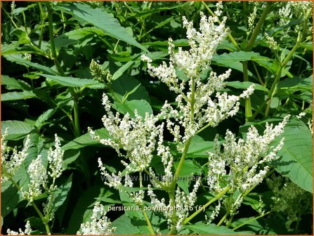 Persicaria polymorpha | Duizendknoop | Alpenkn&ouml;terich