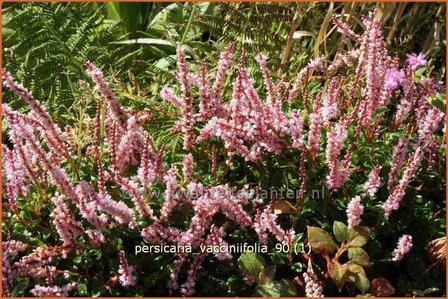 Persicaria vacciniifolia | Duizendknoop | Heidelbeerbl&auml;ttriger Wiesenkn&ouml;terich