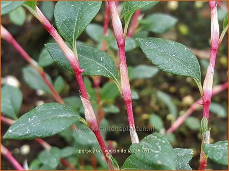 Persicaria vacciniifolia | Duizendknoop | Heidelbeerbl&auml;ttriger Wiesenkn&ouml;terich