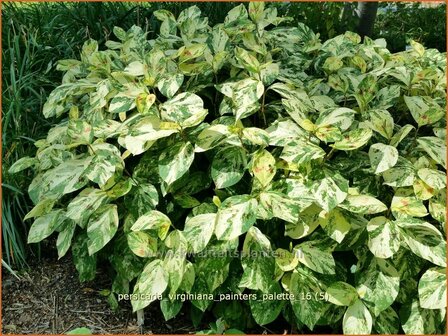 Persicaria virginiana &#039;Painter&#039;s Palette&#039; | Duizendknoop | Fadenkn&ouml;terich