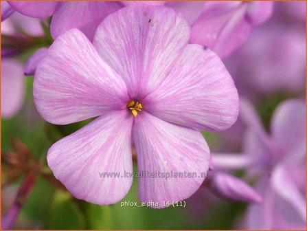 Phlox &#039;Alpha&#039; | Vlambloem, Flox, Floks | Hohe Flammenblume