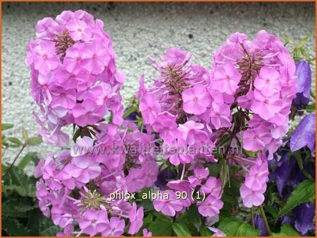 Phlox &#039;Alpha&#039; | Vlambloem, Flox, Floks | Hohe Flammenblume