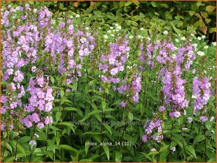 Phlox &#039;Alpha&#039; | Vlambloem, Flox, Floks | Hohe Flammenblume