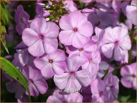 Phlox &#039;Alpha&#039; | Vlambloem, Flox, Floks | Hohe Flammenblume