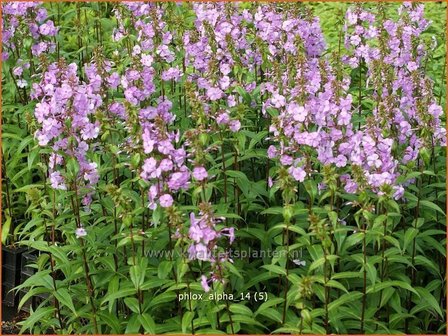 Phlox &#039;Alpha&#039; | Vlambloem, Flox, Floks | Hohe Flammenblume