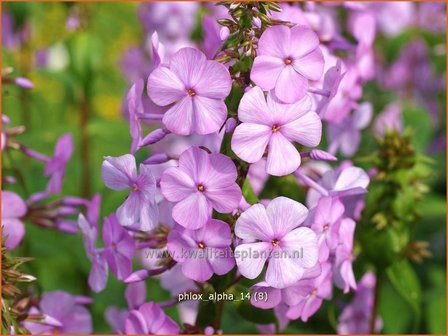 Phlox &#039;Alpha&#039; | Vlambloem, Flox, Floks | Hohe Flammenblume