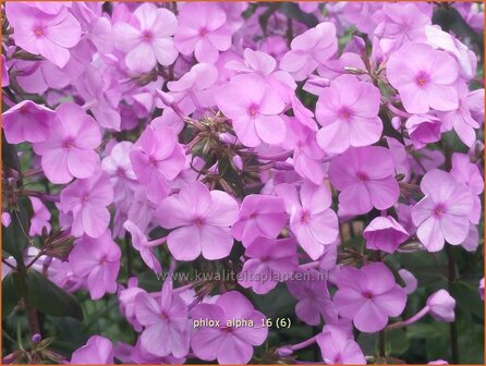 Phlox &#039;Alpha&#039; | Vlambloem, Flox, Floks | Hohe Flammenblume